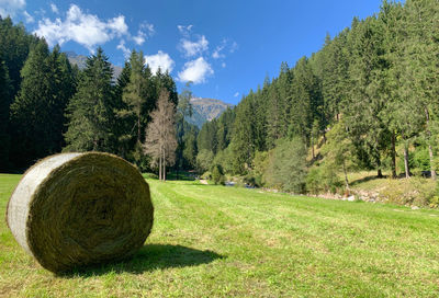 Trees growing on field against sky