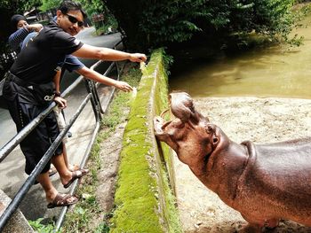 People feeding hippopotamus