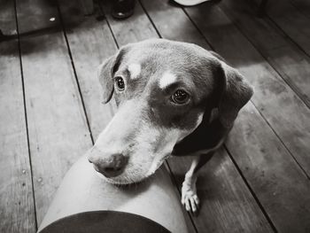 High angle view of dog looking away