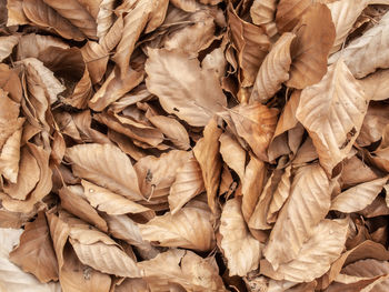 Natural organic pattern of autumn leaf. macro view. texture of sheet tree. leaves lying on ground