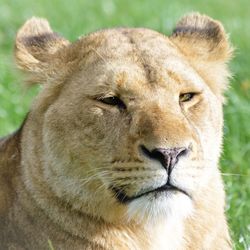 Close-up portrait of lion