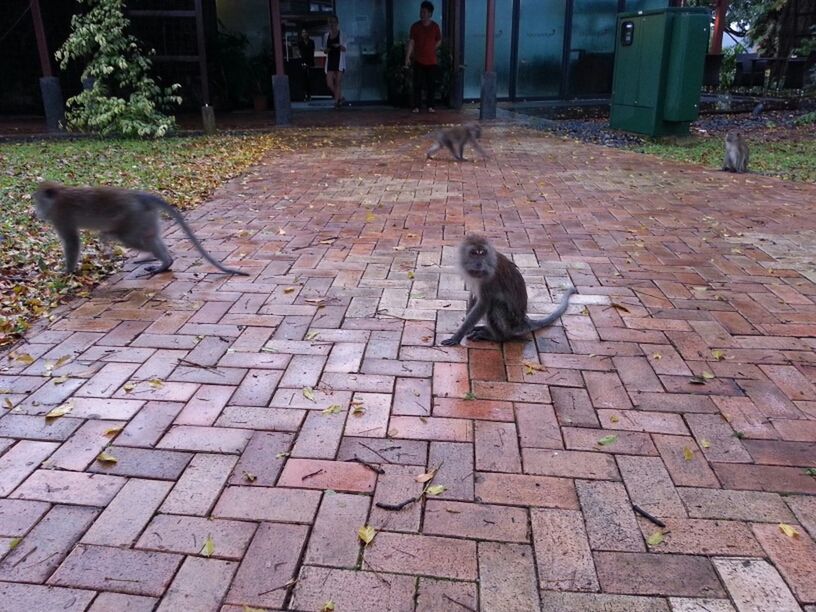 animal themes, domestic animals, one animal, pets, mammal, dog, cobblestone, two animals, full length, paving stone, street, sitting, domestic cat, pigeon, cat, outdoors, sunlight, bird, day, sidewalk