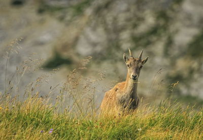 Steinbock or alpine capra ibex portrait at colombiere pass by day, france