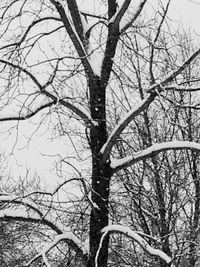 Low angle view of bare trees