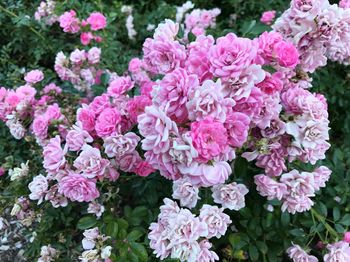 Close-up of pink flowers