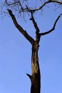 Low angle view of tree against clear sky