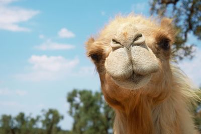 Close-up of camel