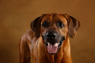 Close-up portrait of dog