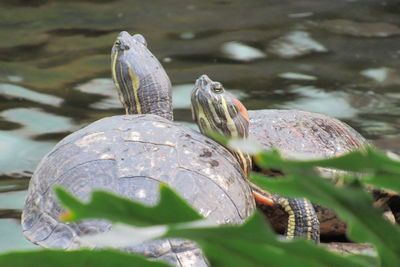 Close-up of turtle in lake