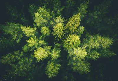 High angle view of fresh green plants in forest