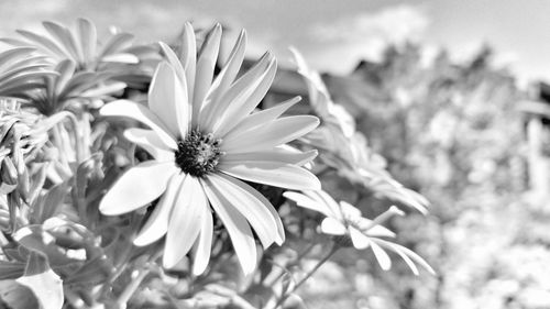 Close-up of white flowering plants on field