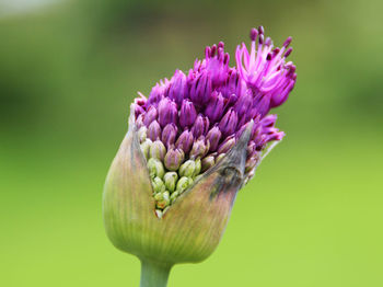 Close-up of allium flower