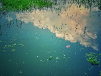 Flock of birds in water