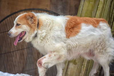 Close-up of a dog looking away