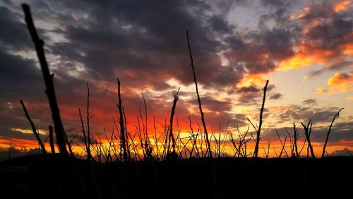 Silhouette plants on field against dramatic sky during sunset