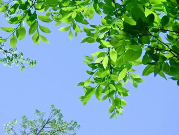 Low angle view of tree against clear blue sky