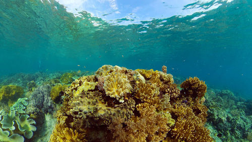 Fish swimming in sea
