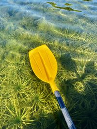 High angle view of yellow flower on field