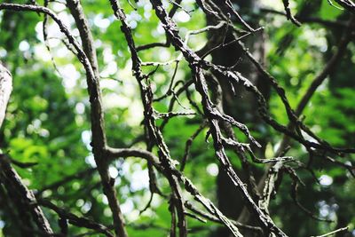 Low angle view of branches against blurred plants