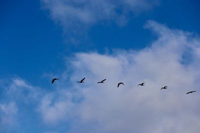 Low angle view of birds flying in sky