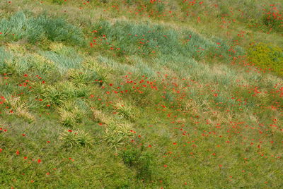 Full frame shot of grass on field