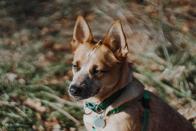 Close-up of dog by plants