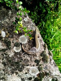 Close-up of lizard on tree