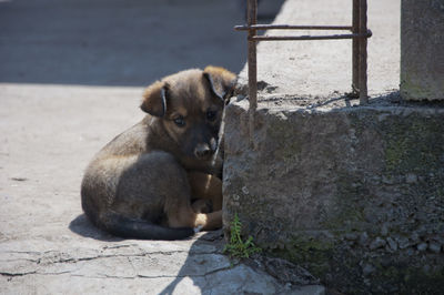 Puppy sitting on road by sidewalk