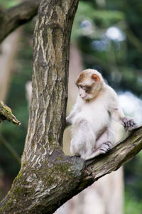 Monkey sitting on tree trunk