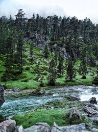 Scenic view of river flowing through forest