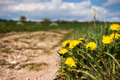 Yellow flowering plant on land against sky