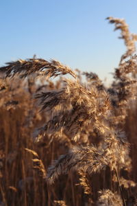 Close-up of stalks in field against clear sky
