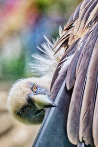 Side view of a bird against blurred background