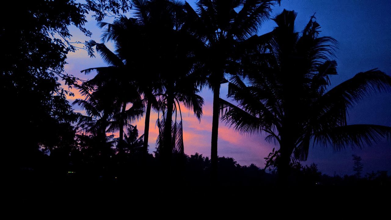 tree, silhouette, sky, plant, palm tree, tropical climate, darkness, beauty in nature, tranquility, nature, night, sunset, scenics - nature, dusk, tranquil scene, no people, evening, growth, coconut palm tree, land, idyllic, outdoors, light, low angle view, dark, cloud, tropical tree, environment, travel destinations, non-urban scene