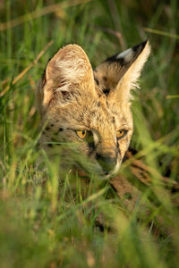 Close-up of serval head in long grass