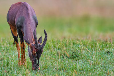 View of topi grazing on field