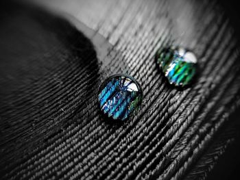 High angle view of peacock