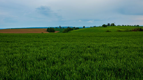 Scenic view of agricultural green field against sky