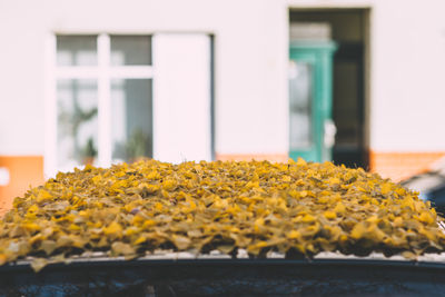 Close-up of yellow flowers on window