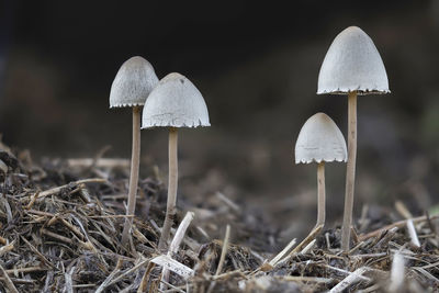 Close-up of mushroom growing on field