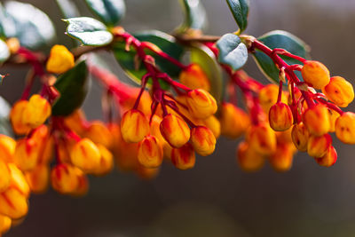 Close-up of red flowering plants