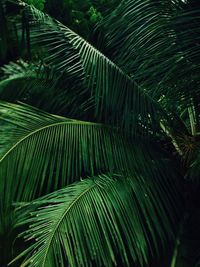 Full frame shot of palm tree