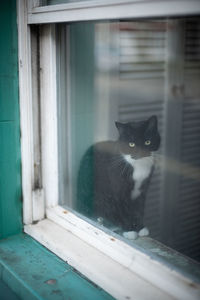 Portrait of cat seen through glass window