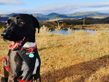 Dog looking away on field
