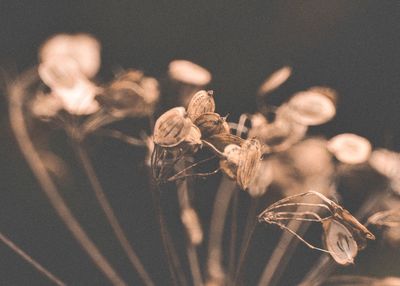 Close-up of wilted flower and seeds on field