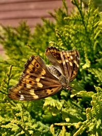 butterfly