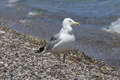 Seagull perching on a beach