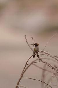 Male hummingbird perching on stick