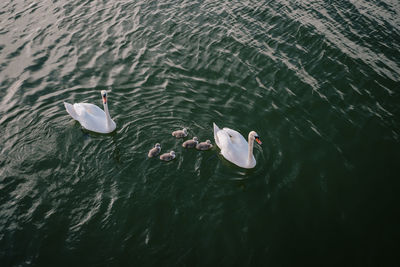 High angle view of swans swimming in lake