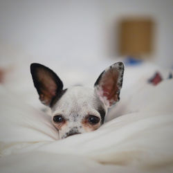 Close-up portrait of a dog